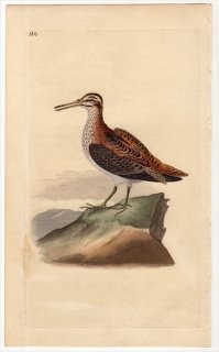 1817年 Donovan 英国鳥類史 初版 Pl.186 シギ科 コシギ属 コシギ SCOLOPAX GALLINULA