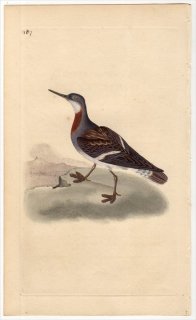 1817年 Donovan 英国鳥類史 初版 Pl.187 シギ科 ヒレアシシギ属 アカエリヒレアシシギ PHALOROPUS LOBATUS