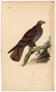 1819年 Donovan 英国鳥類史 初版 Pl.233 タカ科 ハチクマ属 ヨーロッパハチクマ FALCO APIVORUS
