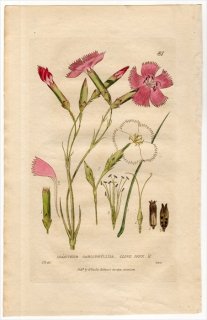 1835ǯ Baxter British Phaenogamous Botany Pl.81 ʥǥ ʥǥ° ͡ DIANTHUS CARYOPHYLLUS