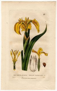 1835ǯ Baxter British Phaenogamous Botany Pl.82  ° 祦 IRIS PSEUD-ACORUS