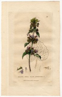1835ǯ Baxter British Phaenogamous Botany Pl.86  Х° BALLOTA NIGRA