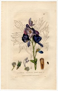 1835ǯ Baxter British Phaenogamous Botany Pl.87 ݥ ȥꥫ֥° 襦ȥꥫ֥ ACONITUM NAPELLUS