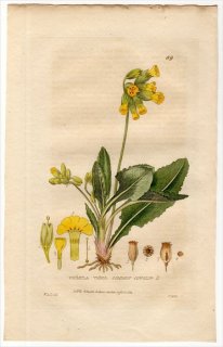 1835ǯ Baxter British Phaenogamous Botany Pl.89 饽 饽° PRIMULA VERIS