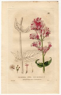1835ǯ Baxter British Phaenogamous Botany Pl.90  ٥˥Υ° VALERIANA RUBRA
