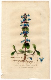 1835ǯ Baxter British Phaenogamous Botany Pl.94  󥽥° AJUGA REPTANS