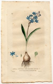 1835ǯ Baxter British Phaenogamous Botany Pl.95  ° SCILLA BIFOLIA
