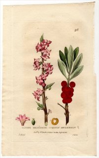 1835ǯ Baxter British Phaenogamous Botany Pl.96 祦 祦° 襦˥Х DAPHNE MEZEREUM