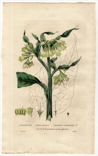 1835ǯ Baxter British Phaenogamous Botany Pl.101 饵 ҥϥ꥽° ҥϥ꥽ SYMPHYTUM OFFICINALE