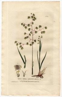 1835ǯ Baxter British Phaenogamous Botany Pl.104 Ͳ Х󥽥° 奦Х󥽥 BRIZA MEDIA
