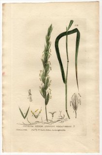 1835ǯ Baxter British Phaenogamous Botany Pl.112 Ͳ Х८° Х८ TRITICUM REPENS