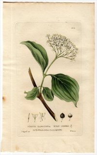 1835ǯ Baxter British Phaenogamous Botany Pl.114 ߥ ߥ° 襦ߥ CORNUS SANGUINEA