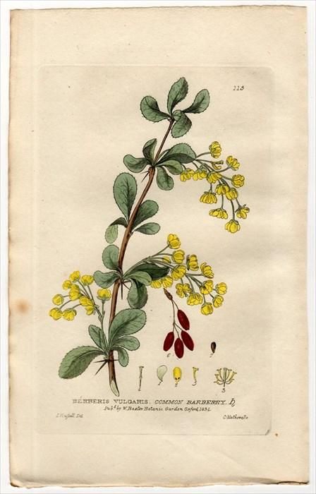 15年 Baxter British Phaenogamous Botany Pl 115 メギ科 メギ属 セイヨウメギ Berberis Vulgaris アンティークプリント ボタニカルアート 博物画の通販サイト Spirito Di Artigiano