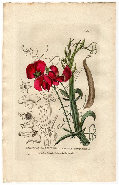 1835年 Baxter British Phaenogamous Botany Pl.117 マメ科 レンリソウ属 ヒロハノレンリソウ  LATHYRUS LATIFOLIUS - アンティークプリント 博物画 ボタニカルアートの通販サイト Spirito di Artigiano