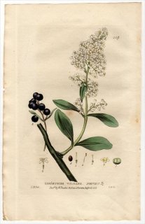 1835ǯ Baxter British Phaenogamous Botany Pl.119 ⥯ ܥΥ° 襦ܥ LIGUSTRUM VULGARE