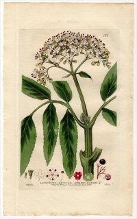 1835ǯ Baxter British Phaenogamous Botany Pl.122 ץ ˥ȥ° SAMBUCUS EBULUS