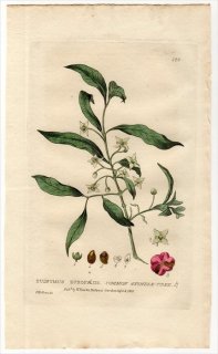 1835ǯ Baxter British Phaenogamous Botany Pl.123 ˥ ˥° 襦ޥ EUONYMUS EUROPAEUS
