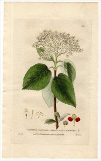 1835ǯ Baxter British Phaenogamous Botany Pl.128 ץ ޥ° VIBURNUM LANTANA