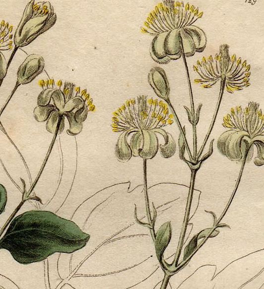 1835年 Baxter British Phaenogamous Botany Pl.129 キンポウゲ