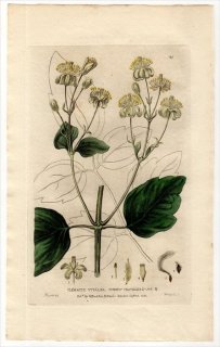 1835ǯ Baxter British Phaenogamous Botany Pl.129 ݥ ˥󥽥° CLEMATIS VITALBA ޥ