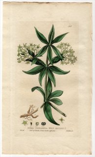 1835ǯ Baxter British Phaenogamous Botany Pl.135 Ͳ ° 䥻 RUBIA PEREGRINA