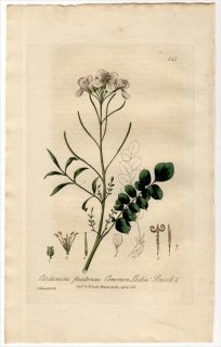 1835ǯ Baxter British Phaenogamous Botany Pl.141 ֥ʲ ͥĥХ° ϥʥͥĥХ CARDAMINE PRATENSIS