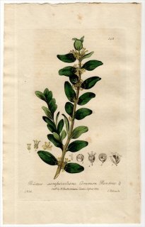1835ǯ Baxter British Phaenogamous Botany Pl.142 ĥ ĥ° 襦ĥ BUXUS SEMPERVIRENS