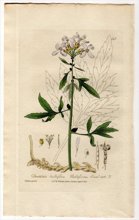 1835年 Baxter British Phaenogamous Botany Pl.145 アブラナ科 タネツケバナ属 DENTARIA  BULBIFERA - アンティークプリント 博物画 ボタニカルアートの通販サイト Spirito di Artigiano