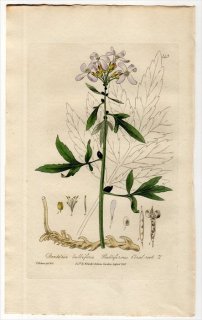 1835ǯ Baxter British Phaenogamous Botany Pl.145 ֥ʲ ͥĥХ° DENTARIA BULBIFERA