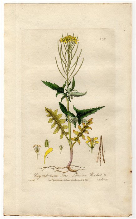 1835年 Baxter British Phaenogamous Botany Pl.146 アブラナ科 キバナハタザオ属 ホソエガラシ  SISYMBRIUM IRIO - アンティークプリント 博物画 ボタニカルアートの通販サイト Spirito di Artigiano