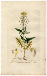 1835ǯ Baxter British Phaenogamous Botany Pl.146 ֥ʲ Хʥϥ° ۥ饷 SISYMBRIUM IRIO