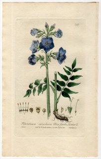1835ǯ Baxter British Phaenogamous Botany Pl.149 ϥʥΥֲ ϥʥΥ° ߥޥϥʥΥ POLEMONIUM CAERULEUM