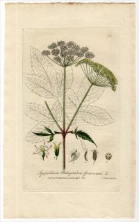 1835ǯ Baxter British Phaenogamous Botany Pl.151  ܥե° ߥĥ AEGOPODIUM PODAGRARIA