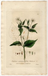 1835ǯ Baxter British Phaenogamous Botany Pl.154 ʥǥ ϥ° ߥޥϥ STELLARIA NEMORUM