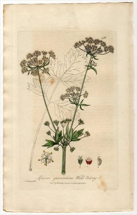 15年 Baxter British Phaenogamous Botany Pl 156 セリ科 オランダミツバ属 セロリ Apium Graveolens アンティークプリント ボタニカルアート 博物画の通販サイト Spirito Di Artigiano 15年 Baxter British Phaenogamous Botany Pl 156 セリ科 オランダミツバ属 セロリ Apium Graveolens アンティークプリント ボタニカルアート 博物画の通販サイト Spirito Di Artigiano
