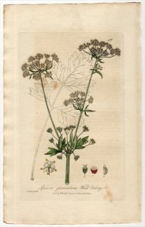 1835ǯ Baxter British Phaenogamous Botany Pl.156  ߥĥ°  APIUM GRAVEOLENS