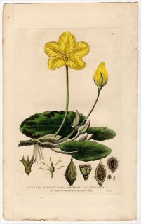 1837ǯ Baxter British Phaenogamous Botany Pl.161 ߥĥ °  VILLARSIA NYMPHAEOIDES