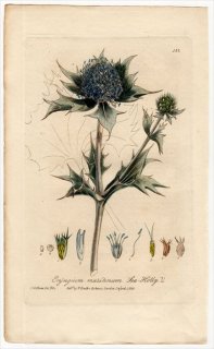 1837ǯ Baxter British Phaenogamous Botany Pl.162  ҥ° ERYNGIUM MARITIMUM