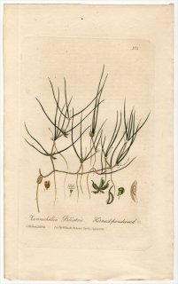 1837ǯ Baxter British Phaenogamous Botany Pl.164 ҥॷ ȥ° ȥ ZANNICHELLIA PALUSTRIS