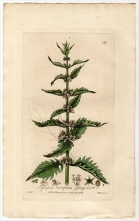 1837ǯ Baxter British Phaenogamous Botany Pl.167  ° ҥ᥵ҥ LYCOPUS EUROPAEUS