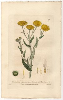 1837ǯ Baxter British Phaenogamous Botany Pl.170  ץꥫꥢ° PULICARIA DYSENTERICA
