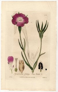 1837ǯ Baxter British Phaenogamous Botany Pl.175 ʥǥ ८Υ° ८Υ AGROSTEMMA GITHAGO