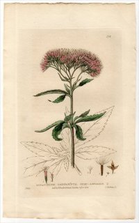 1837ǯ Baxter British Phaenogamous Botany Pl.178  ҥɥХ° EUPATORIUM CANNABINUM إץˡ