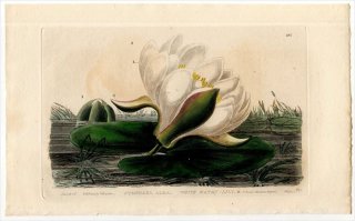1837ǯ Baxter British Phaenogamous Botany Pl.181 182  ° 襦 NYMPHAEA ALBA 2