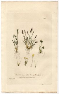 1837ǯ Baxter British Phaenogamous Botany Pl.184 Ͳ ߥܥ° KNAPPIA AGROSTIDEA