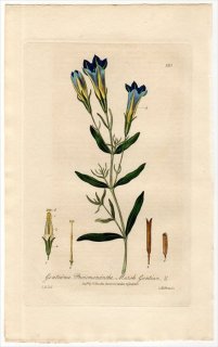 1837ǯ Baxter British Phaenogamous Botany Pl.185 ɥ ɥ° GENTIANA PNEUMONANTHE