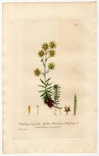 1837ǯ Baxter British Phaenogamous Botany Pl.187 業Υ 業Υ° SAXIFRAGA AIZOIDES
