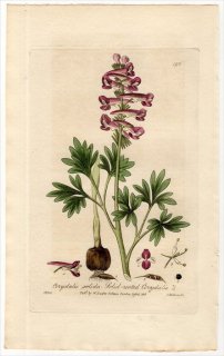 1837ǯ Baxter British Phaenogamous Botany Pl.190  ޥ° CORYDALIS SOLIDA