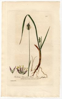 1837ǯ Baxter British Phaenogamous Botany Pl.192 Ͳ ꥢ° SESLERIA CAERULEA
