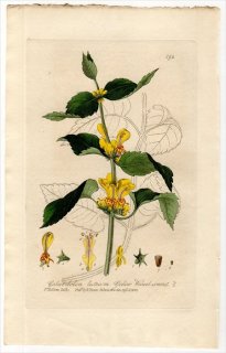 1837ǯ Baxter British Phaenogamous Botany Pl.194  ɥꥳ° GALEOBDOLON LUTEUM